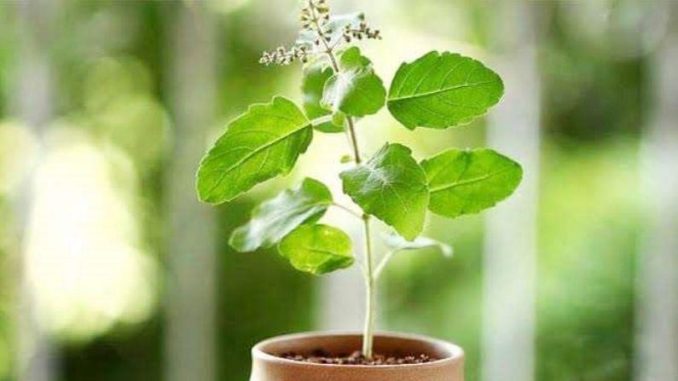 TULSI-KI-Chai