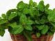 PUDINA KE BENEFITS