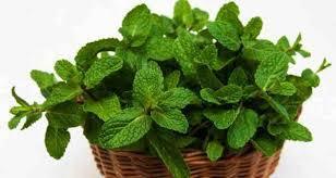 PUDINA KE BENEFITS