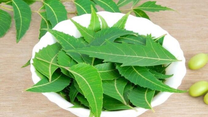 Benefits-of-Neem